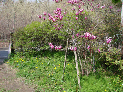 DSC00948.jpg